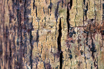 Obraz premium Tree bark copy space