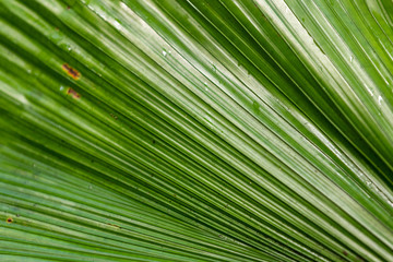 Selective focus on tropical green leaves close up