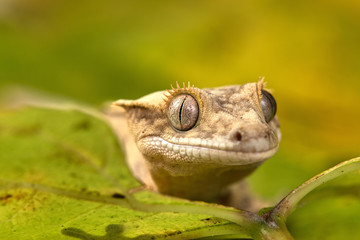 Rhacodactylus ciliatus lizzard from New Caledonia
