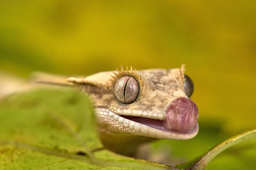 Rhacodactylus ciliatus lizzard from New Caledonia
