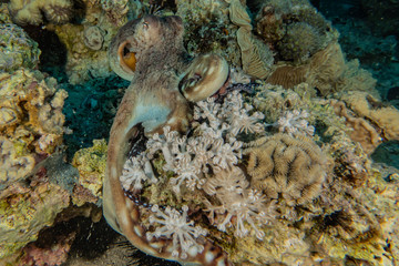 Octopus king of camouflage in the Red Sea, eilat israel 