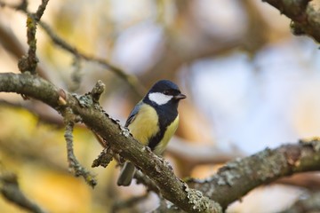 Fototapeta premium Eine Kohlmeise sitzt am Abend im Abendlicht auf einem abgestorbenen Ast, Parus Major