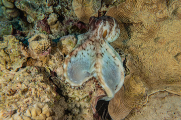 Octopus king of camouflage in the Red Sea, eilat israel 