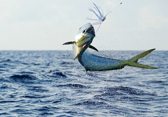 Big jump form a mahi mahi, sportfishing in Costa Rica 