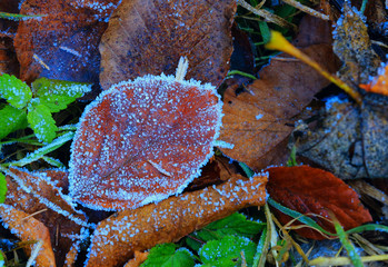 autumn leafs in hoarfrost