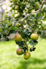 apples on tree