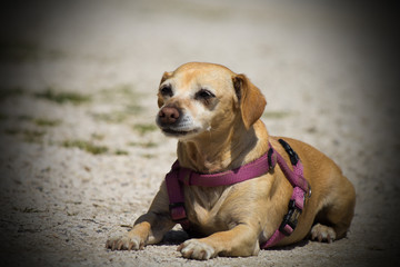 cagnolina meticcia seduta