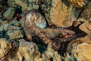 Octopus king of camouflage in the Red Sea, eilat israel 
