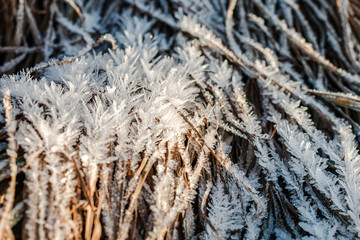 Large clear sharp crystals of ice on the surface of brown grass like horny skin. Hoar frost sparkling on plant