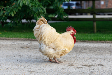 hen and chickens