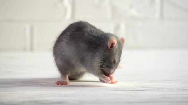 Gray little rat sits on a white floor with a brick wall, is afraid, sniffs the air, washes his face and jumps away to the right side, symbol of 2020