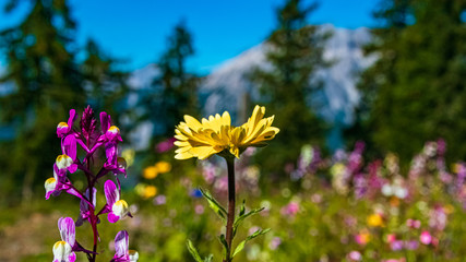 Beautiful alpine flowers at Leogang, Salzburg, Austria