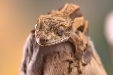 Rhacodactylus ciliatus lizzard from New Caledonia