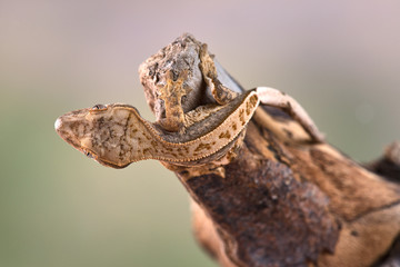 Rhacodactylus ciliatus lizzard from New Caledonia