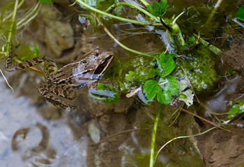 Frog in the pond. Forest stream. Fresh green