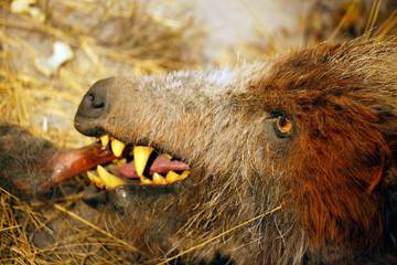 carnivore
