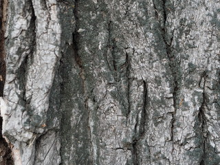 Fototapeta premium bark and textured background of an ancient tree