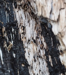 bark and textured background of an ancient tree
