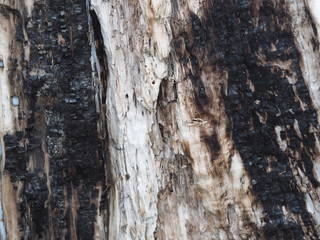 bark and textured background of an ancient tree