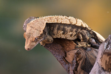 Rhacodactylus ciliatus lizzard from New Caledonia