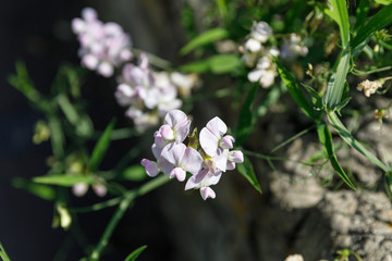 white flowers in garden