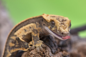 Rhacodactylus ciliatus lizzard from New Caledonia