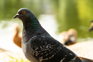 pigeon in the park