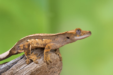 Rhacodactylus ciliatus lizzard from New Caledonia