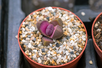 Stone rose succulent, top view