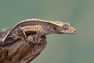 Rhacodactylus ciliatus lizzard from New Caledonia