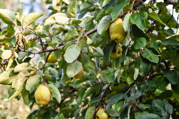 Yellow Quinces on the tree branches with green leaves on a sunny day
