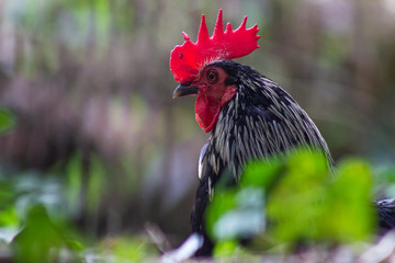 portrait of a rooster