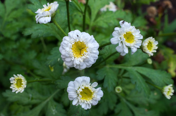 white zinnia flower close-up