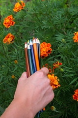 color pencils in hand on a background of marigold flowers