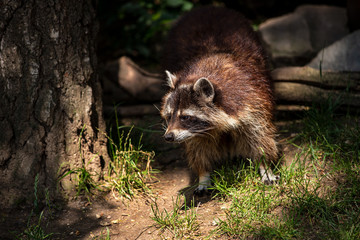 Portrait of adult female common raccoon