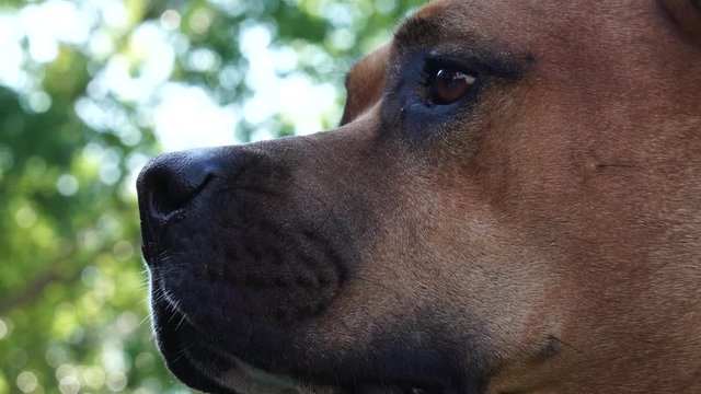 Brown American Stanford shire terrier - Pitbull Close up face