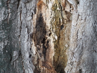 bark and textured background of an ancient tree
