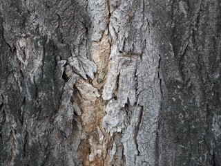 bark and textured background of an ancient tree
