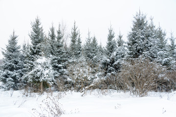 Christmas background with snowy fir trees. Snow covered trees in the winter forest. Winter landscape.