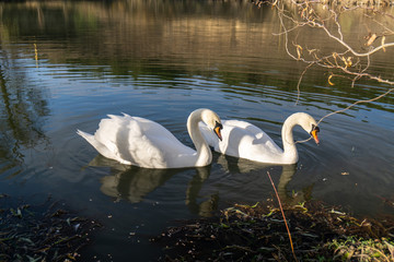 Two romantic white swans swims on the lake near shore at the morning.
