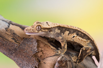 Rhacodactylus ciliatus lizzard from New Caledonia