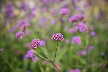 flowers in the garden