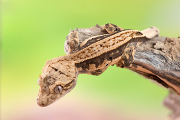 Rhacodactylus ciliatus lizzard from New Caledonia