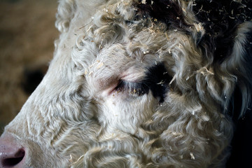 vache laitière