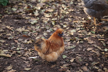 Huhn