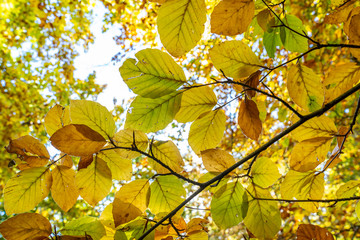 Obraz premium Yellow and green autumn leaves.