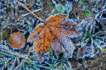 maple leaf on grass in hoarfrost