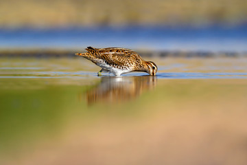 Nature and bird. Green yellow nature background. Bird: Common Snipe. Gallinago gallinago.