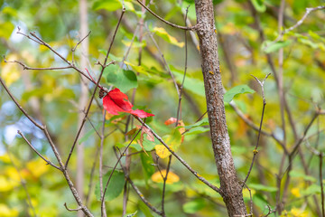  red leaf on forest background