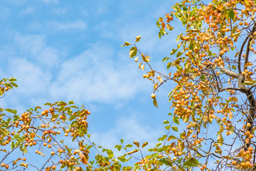  autumn sky and forest in the afternoon